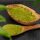 Matcha por 200 g